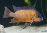 Petrochromis spec. red Bulu Point 16-18 cm F1