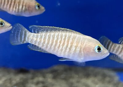 Lamprologus multifasciatus 1-2 cm