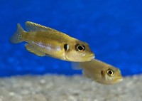 Lamprologus ocellatus gold 3-4 cm