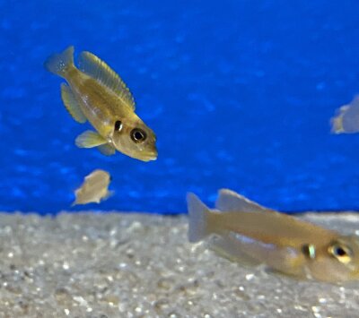 Lamprologus ocellatus gold 3-5 cm