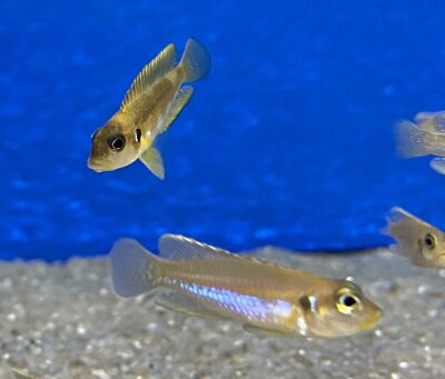 Lamprologus ocellatus gold 3-5 cm