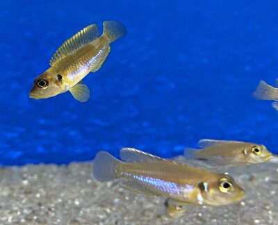 Lamprologus ocellatus gold 3-5 cm