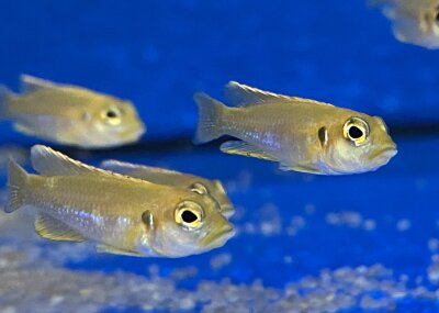 Lamprologus ocellatus gold 3-5 cm