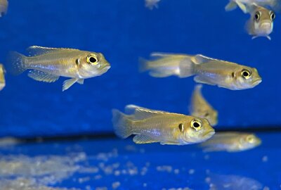 Lamprologus ocellatus gold 3-5 cm