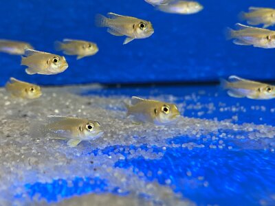 Lamprologus ocellatus gold 3-5 cm