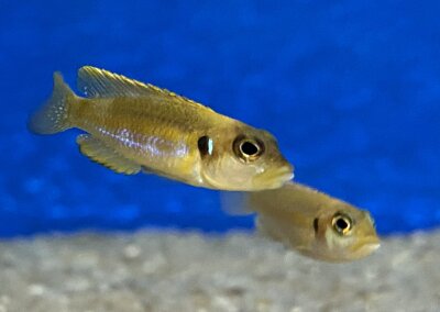 Lamprologus ocellatus gold 3-5 cm