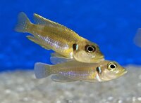 Lamprologus ocellatus gold 3-5 cm