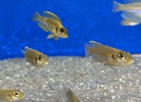 Lamprologus ocellatus gold 3-5 cm