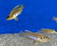 Lamprologus ocellatus gold 3-5 cm