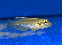 Lamprologus ocellatus gold 3-5 cm