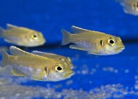 Lamprologus ocellatus gold 3-5 cm