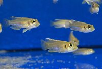 Lamprologus ocellatus gold 3-5 cm