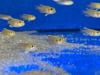 Lamprologus ocellatus gold 3-5 cm