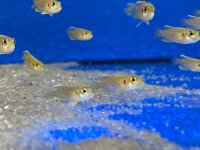 Lamprologus ocellatus gold 3-5 cm