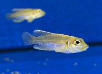 Lamprologus ocellatus gold 3-5 cm