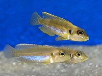 Lamprologus ocellatus gold 3-5 cm