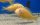 Tropheus brichardi Kipili ALBINO yellow 7-8 cm