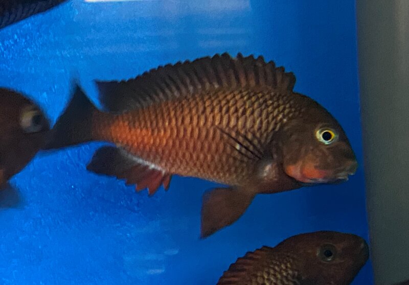 Tropheus chimba 5-7 cm