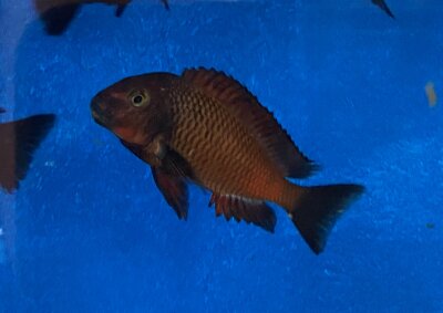 Tropheus chimba 5-7 cm