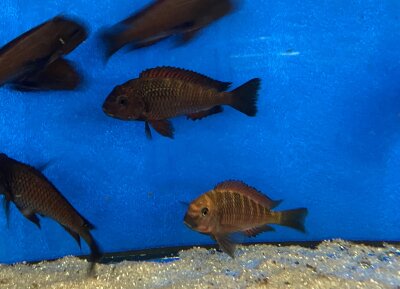 Tropheus chimba 5-7 cm