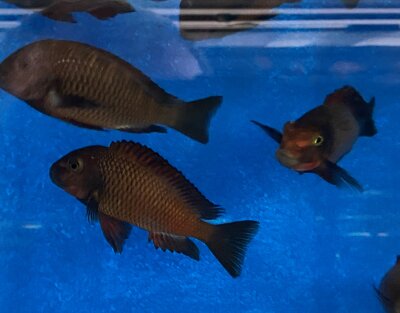 Tropheus chimba 5-7 cm