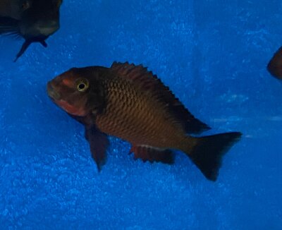 Tropheus chimba 5-7 cm