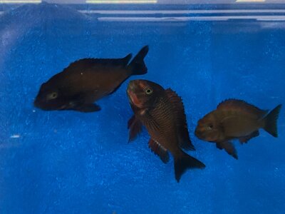 Tropheus chimba 5-7 cm