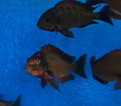 Tropheus chimba 5-7 cm