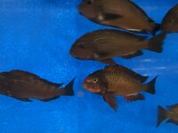 Tropheus chimba 5-7 cm