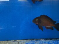 Tropheus chimba 5-7 cm