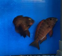 Tropheus chimba 5-7 cm