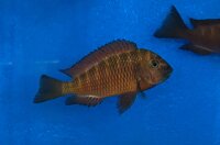 Tropheus chimba 5-7 cm