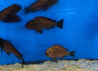 Tropheus chimba 5-7 cm