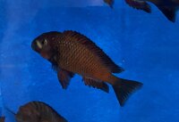 Tropheus chimba 5-7 cm