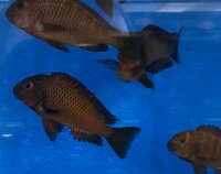 Tropheus chimba 5-7 cm