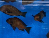 Tropheus chimba 5-7 cm
