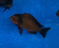 Tropheus chimba 5-7 cm