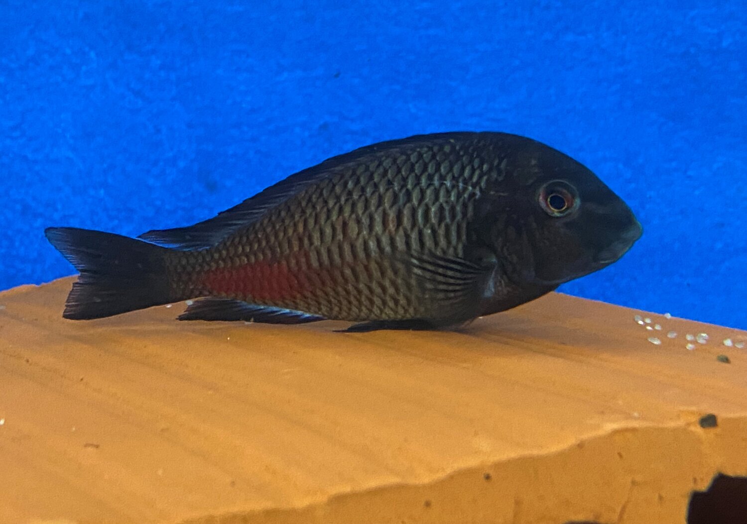 tropheus-chipimbi-cichlidenstadel-17-75