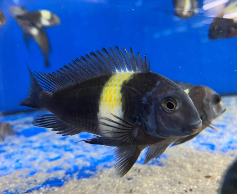 Tropheus duboisi Maswa 5-7 cm