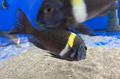 Tropheus duboisi Maswa 5-7 cm