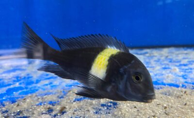 Tropheus duboisi Maswa 5-7 cm