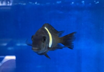 Tropheus duboisi Maswa 5-7 cm