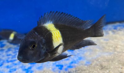 Tropheus duboisi Maswa 5-7 cm