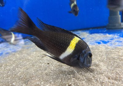 Tropheus duboisi Maswa 5-7 cm