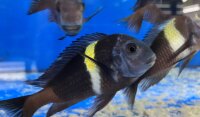 Tropheus duboisi Maswa 5-7 cm