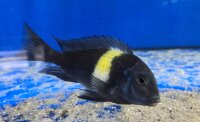 Tropheus duboisi Maswa 5-7 cm