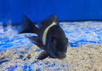 Tropheus duboisi Maswa 5-7 cm