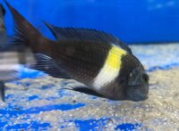 Tropheus duboisi Maswa 5-7 cm