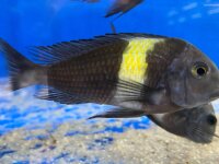 Tropheus duboisi Maswa 5-7 cm