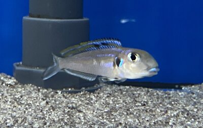 Xenotilapia bathyphilus blue lips Burundi 7-9 cm